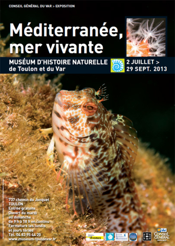 Exposition temporaire "Méditerranée, mer vivante" | Muséum d'Histoire Naturelle de Toulon