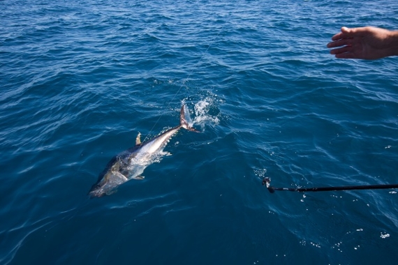 Le thon rouge, une espèce emblématique de la pêche française en Méditerranée