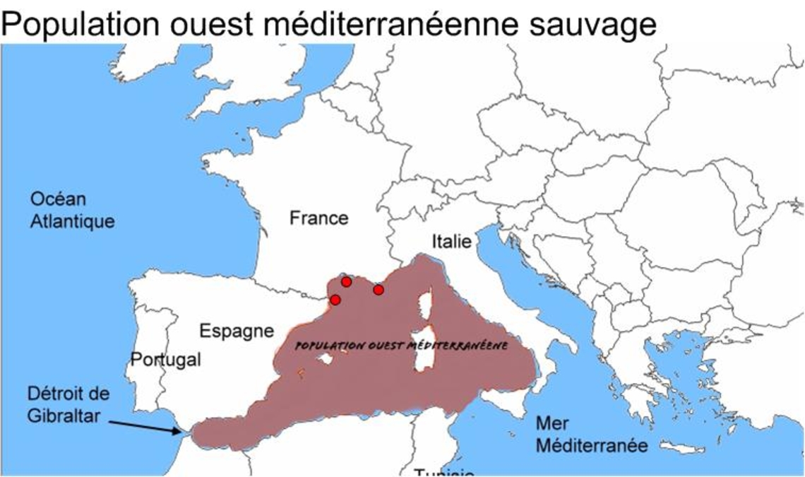 Schéma Ouest Méditerranée