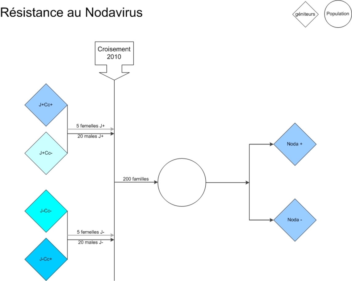 Schéma Résistance au nodavirus