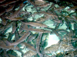 Aquaculture à Palavas